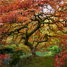 Load image into Gallery viewer, Magical Tree's Embrace - The Duvet Cover