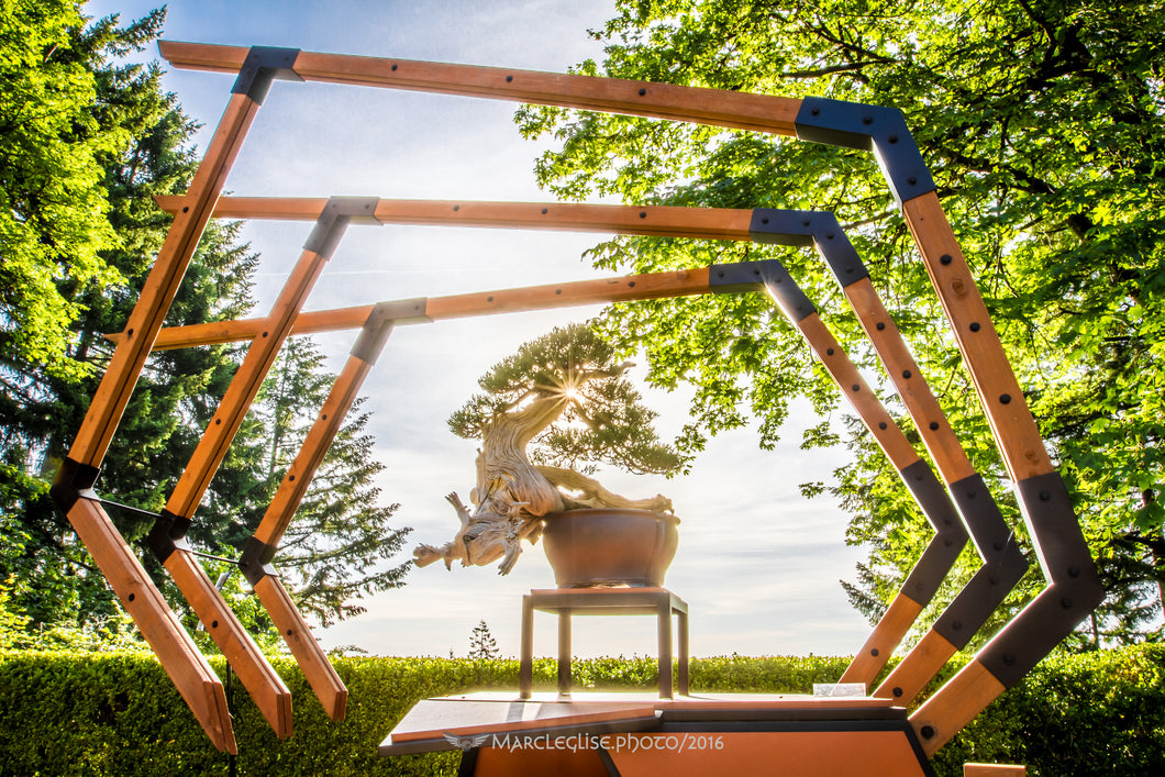 Bonsai Sunrise - Photo Print