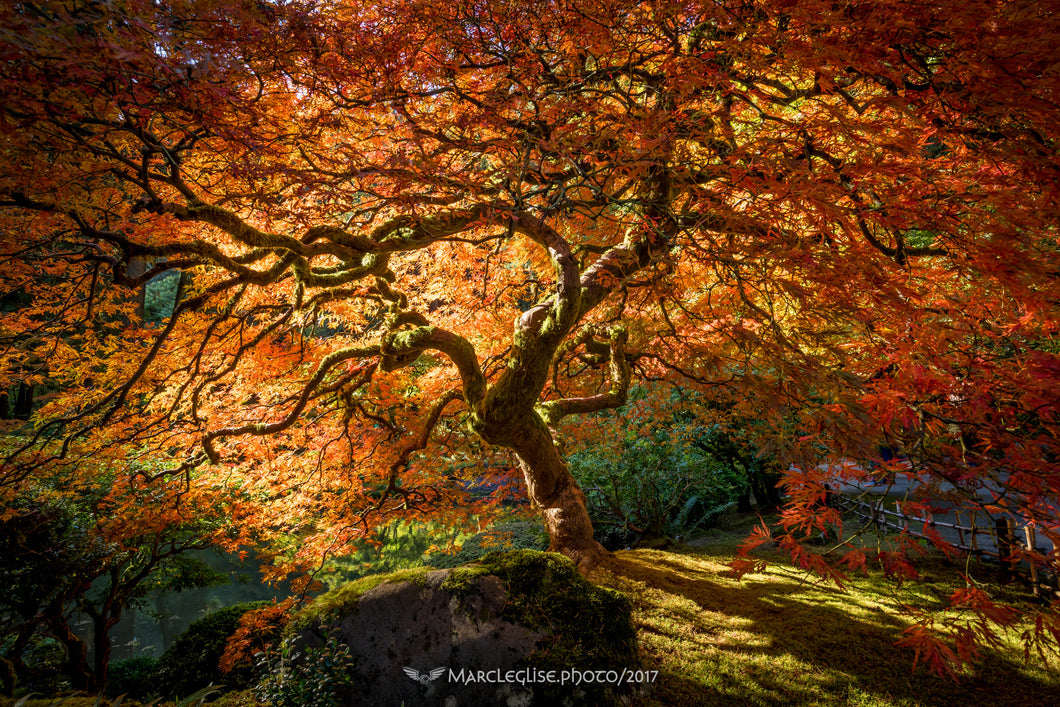 Blazing Branches - Photo Print