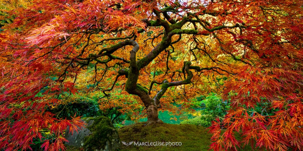 The Magical Tree's Embrace - Photo Print