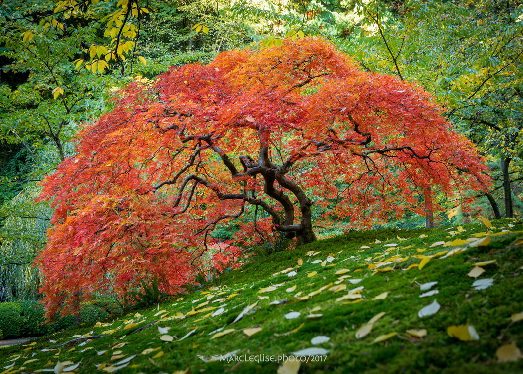 Hillside Maple in Autumn - Photo Print