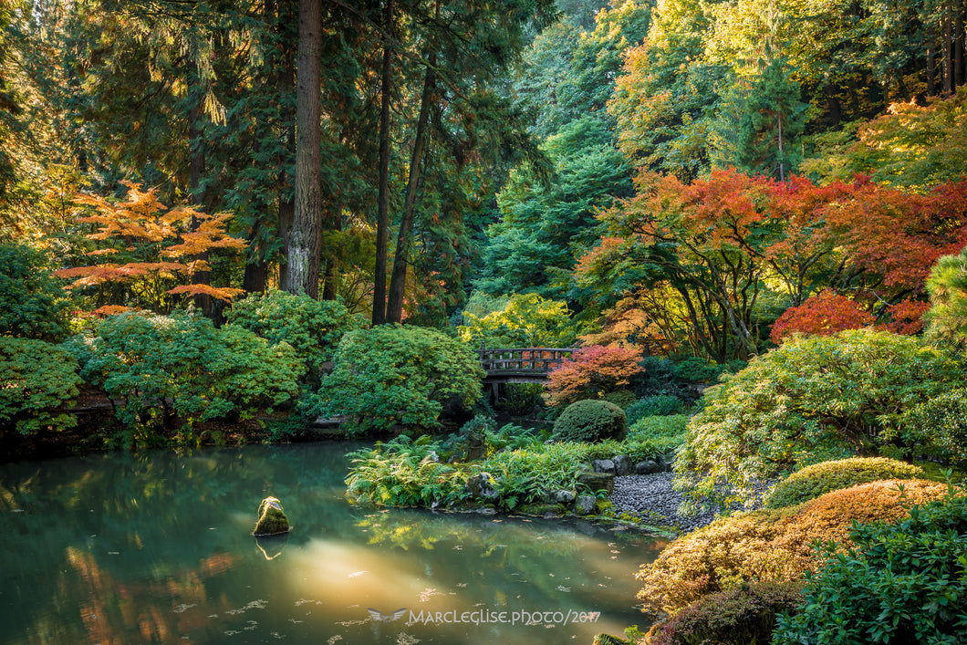 Sunrise on the Pond - Photo Print