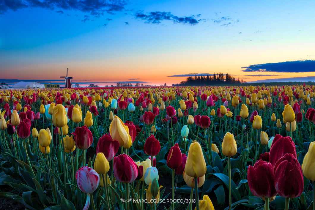 Mixed Tulip Sunrise - Photo Print