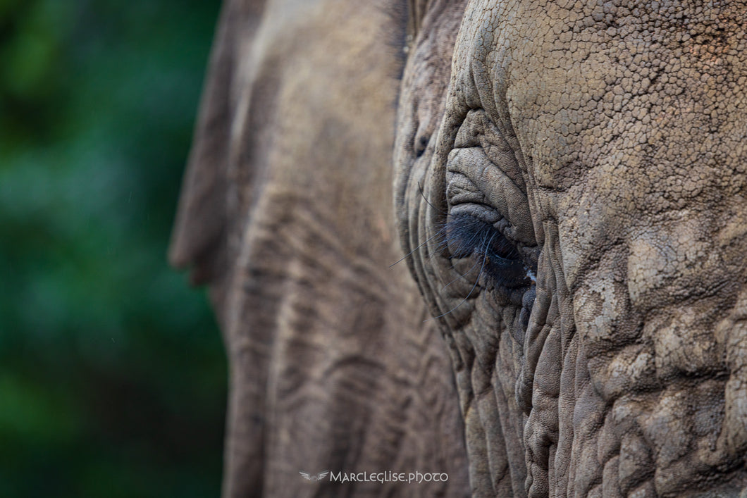 Eye of an African Elephant - Photo Print