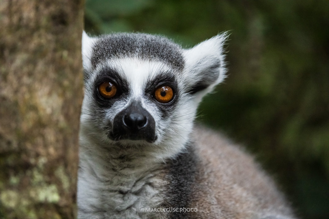 Ringtailed Lemur - Photo Print
