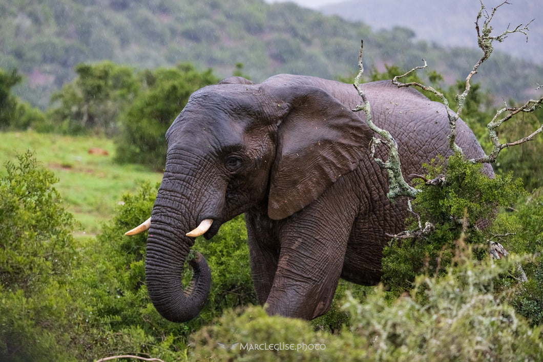 African Elephant - Photo Print