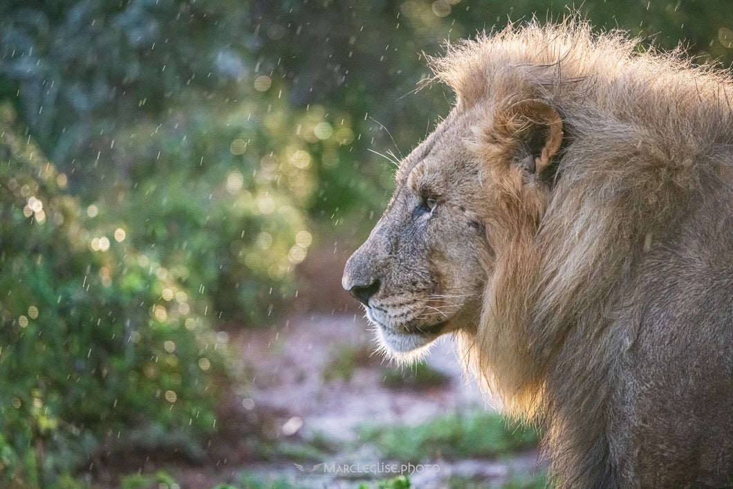 Lion in the rain - Photo Print