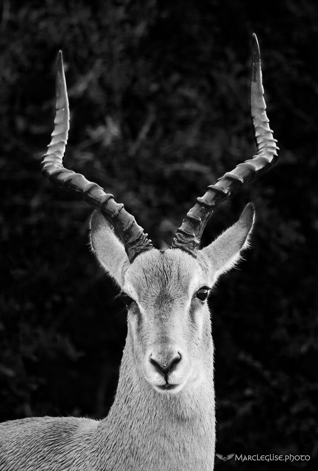 Impala Black-n-White - Photo Print