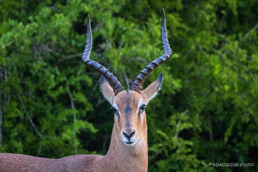 Impala - Photo Print