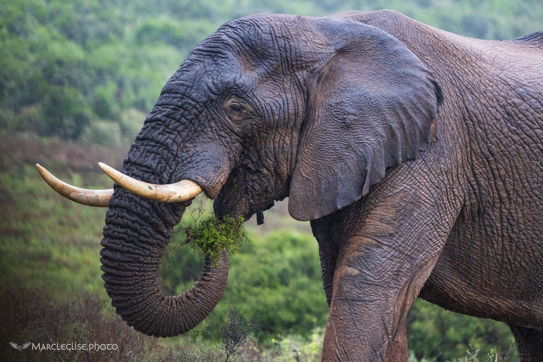 African Elephant Eating - Photo Print
