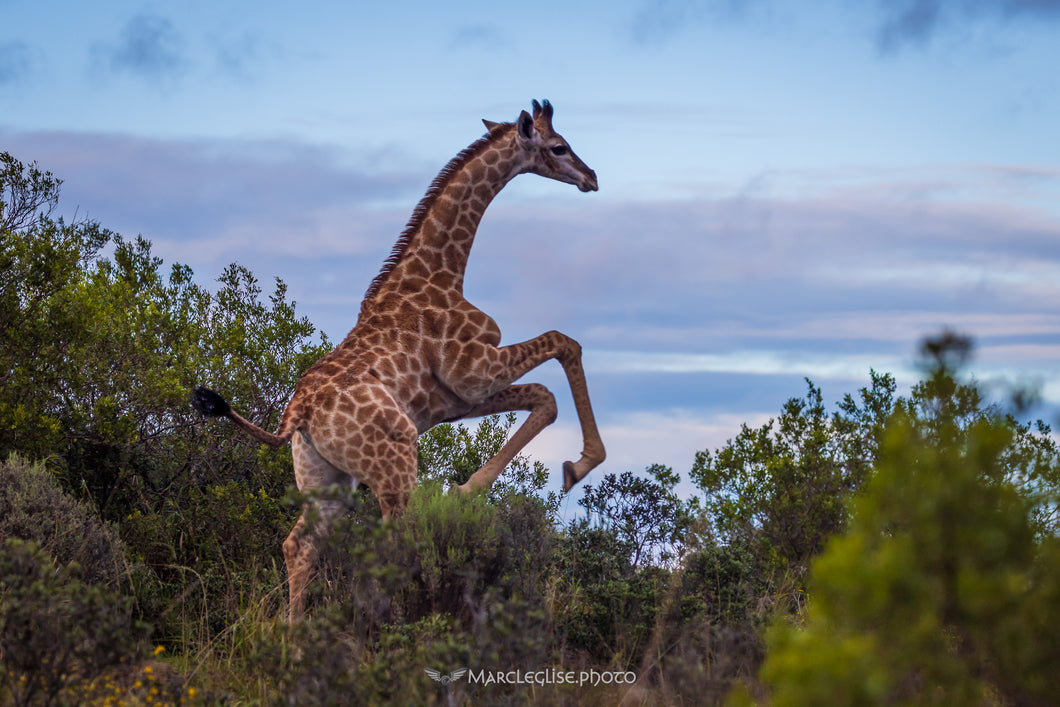 Baby Giraffe Playing - Photo Print