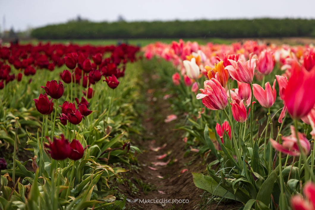 Tulip Rows - Photo Print