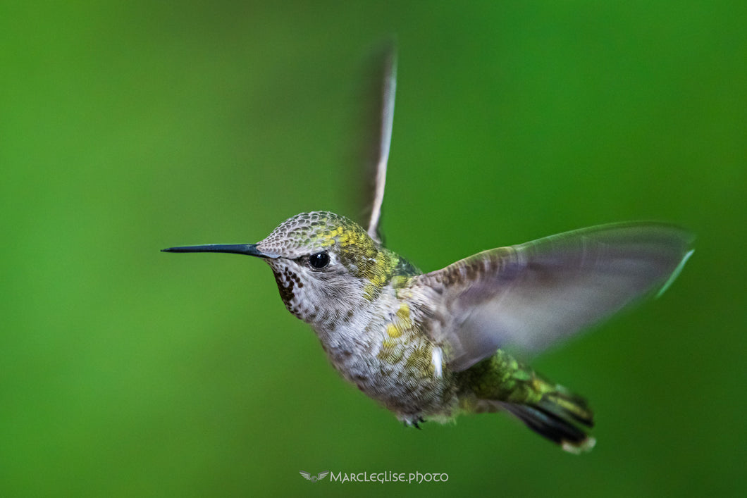 Hummingbird - Photo Print