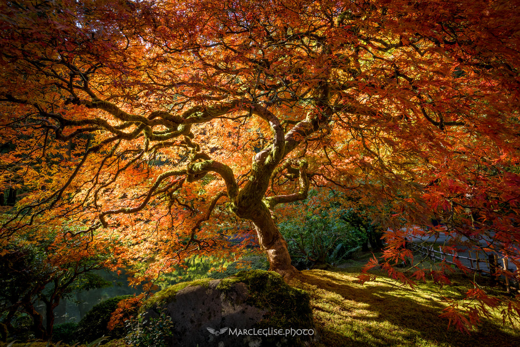 Blazing Branches - The Puzzle