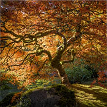 Load image into Gallery viewer, Blazing Branches - The Duvet Cover
